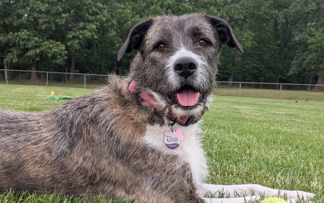 Maeve’s Story: From Shelter Dog to Therapy Dog